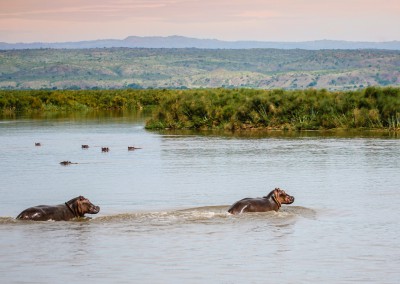 Andrea Mazzella, Hippos, Uganda