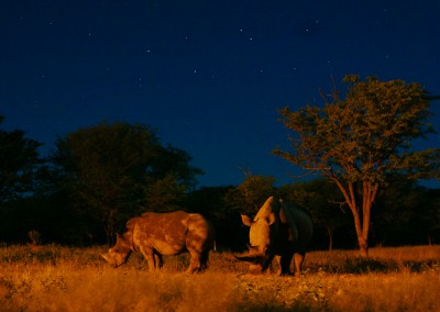 Andrea Mazzella, Rino di notte, Namibia