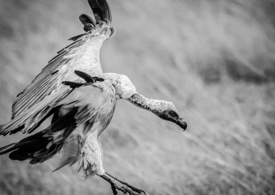 Andrea Mazzella, avvoltoio ready for landing, Kenya