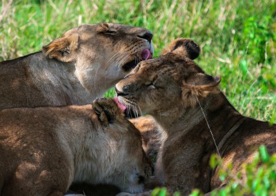 Andrea Mazzella, cure parentali, leoni, Kenya