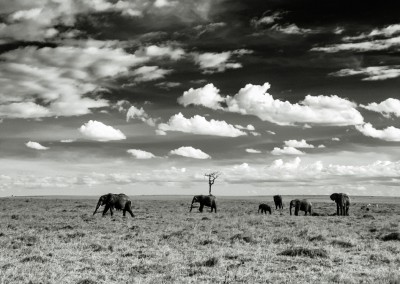 Andrea Mazzella, elefanti nel Masai Mara, Kenya
