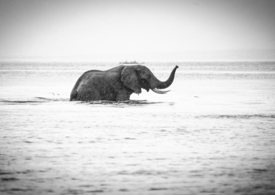 Andrea Mazzella, elephant crossing, Uganda