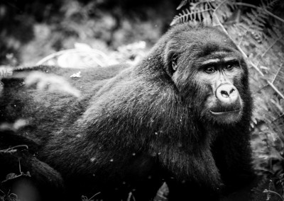 Andrea Mazzella, gorilla silverback, Bwindi Impenetrable Forest, Uganda