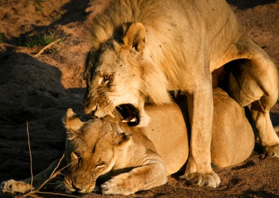 Andrea Mazzella, leoni in amore, Ruaha National Park, Tanzania