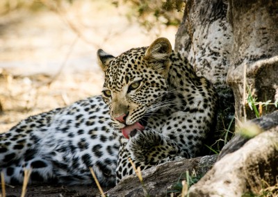 Andrea Mazzella, leopardo nel Ruaha National Park, Tanzania